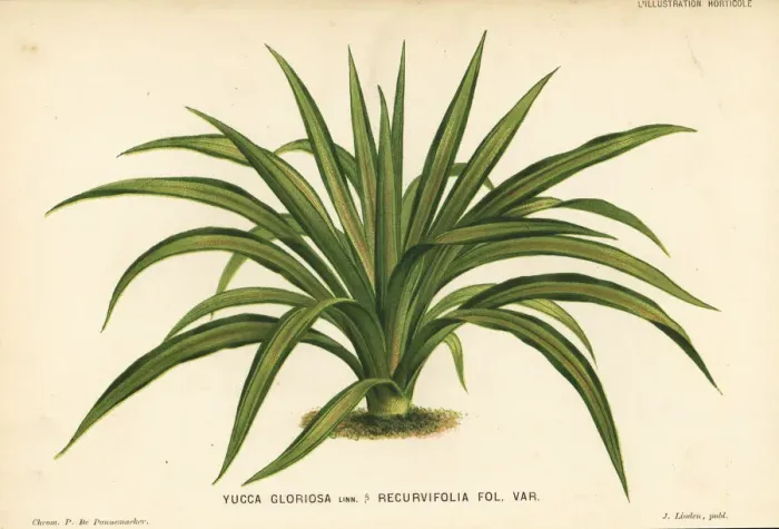 Framed Print : Yucca gloriosa foliage plant Framed Print : Yucca gloriosa foliage plant