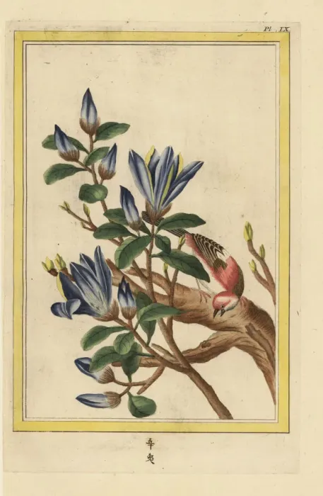 Framed Print : Yulan magnolia or purple magnolia, Magnolia liliiflora Framed Print : Yulan magnolia or purple magnolia, Magnolia liliiflora