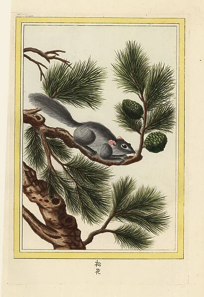 Yunnan pine, Pinus yunnanensis, with squirrel
