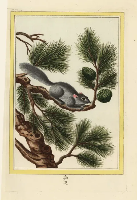 Framed Print : Yunnan pine, Pinus yunnanensis, with squirrel Framed Print : Yunnan pine, Pinus yunnanensis, with squirrel