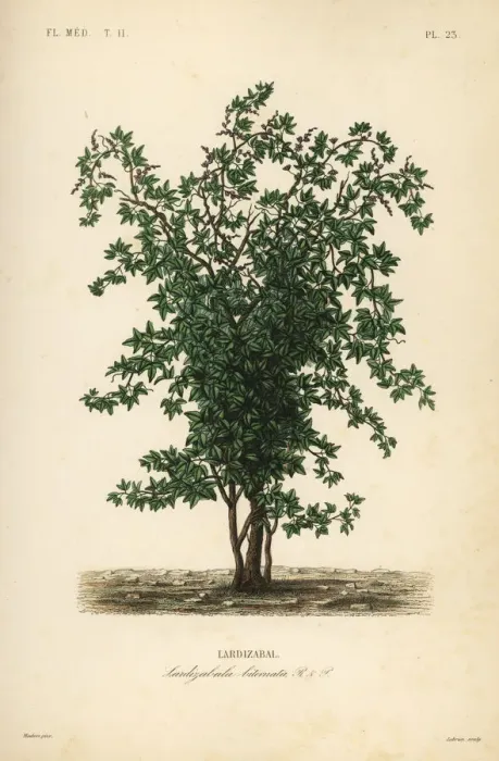 Framed Print : Zabala or coguil fruit tree, Lardizabala biternata Framed Print : Zabala or coguil fruit tree, Lardizabala biternata