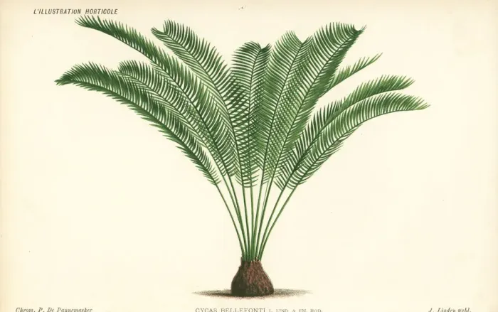 Framed Print : Zamia tonkinensis palm tree Framed Print : Zamia tonkinensis palm tree