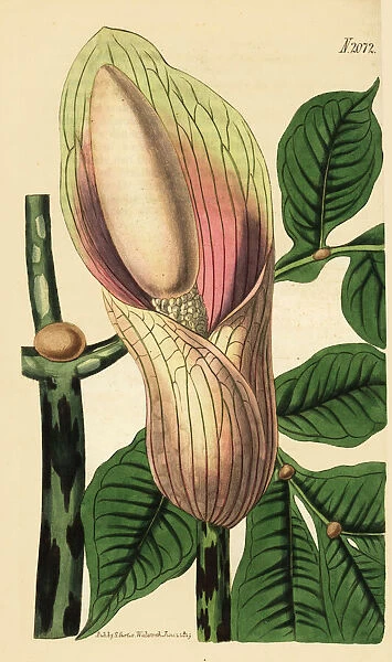 Zaminkand, Amorphophallus bulbifer