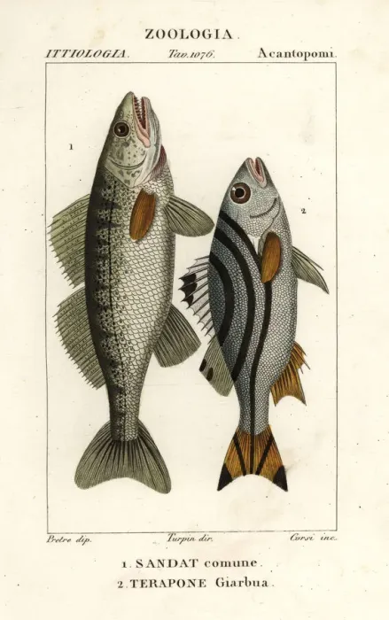 Framed Print : Zander and jarbua terapon