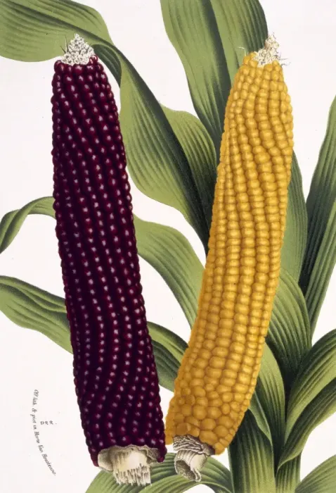 Framed Print : Zea mais, maize Framed Print : Zea mais, maize
