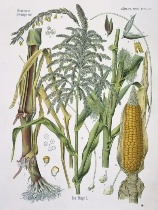 Framed Print : Zea mays, corn Framed Print : Zea mays, corn