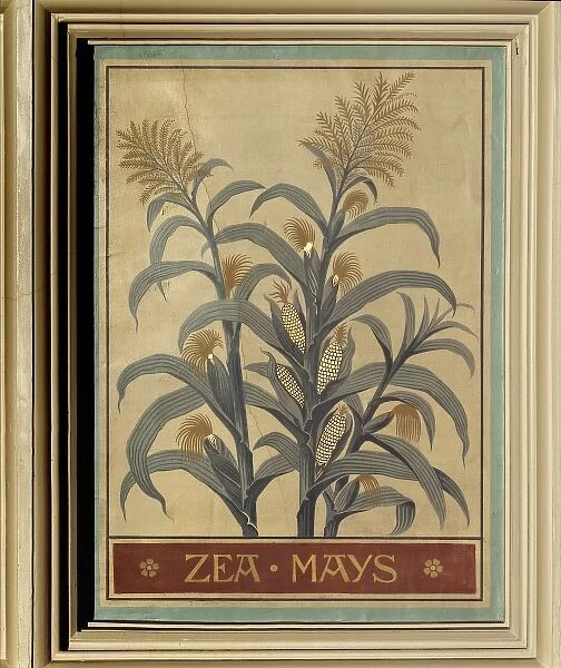 Zea mays, maize