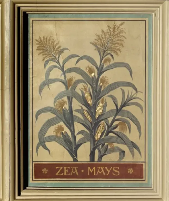 Framed Print : Zea mays, maize Framed Print : Zea mays, maize