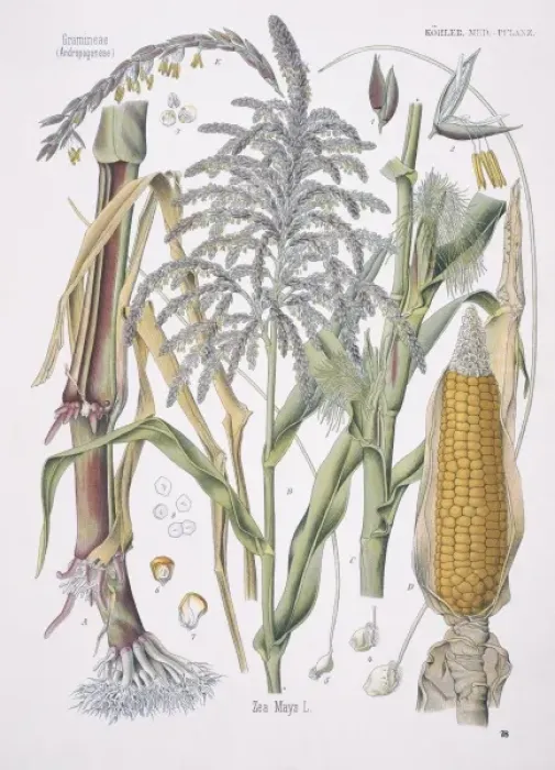 Framed Print : Zea mays, maize Framed Print : Zea mays, maize