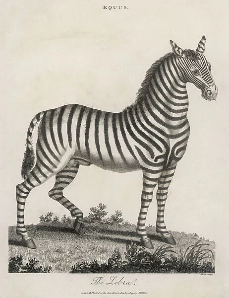 ZEBRA 1803. A zebra