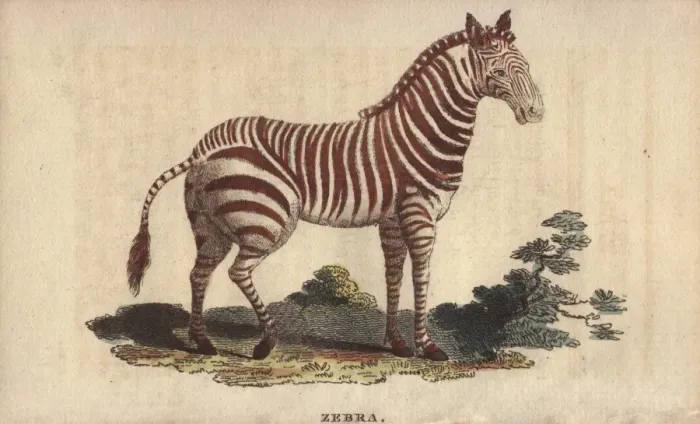 Framed Print : Zebra, Equus quagga Framed Print : Zebra, Equus quagga