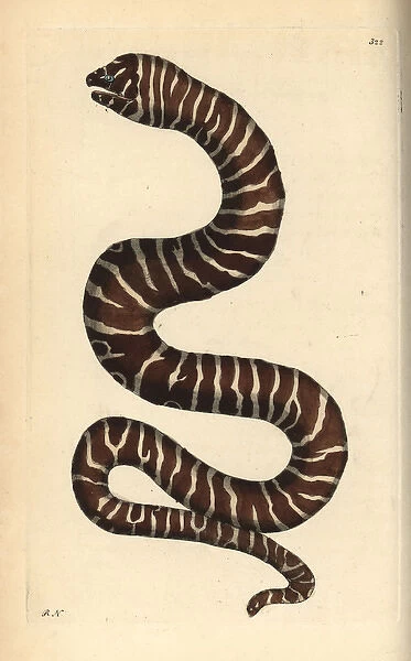 Zebra moray eel, Gymnomuraena zebra