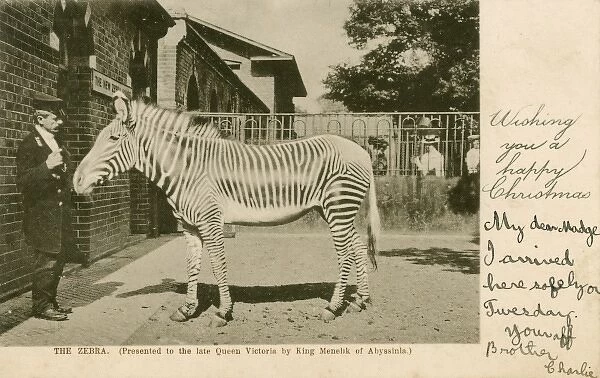 A Zebra - presented to Queen Victoria