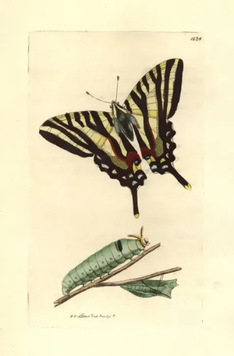 Framed Print : Zebra swallowtail, Eurytides marcellus Framed Print : Zebra swallowtail, Eurytides marcellus
