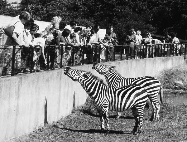 Zebra at Whipsnade