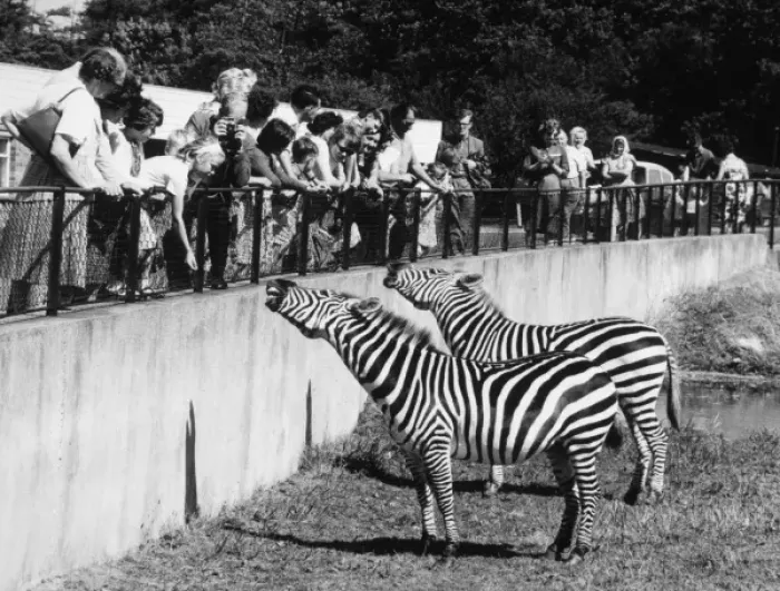 Framed Print : Zebra at Whipsnade Framed Print : Zebra at Whipsnade