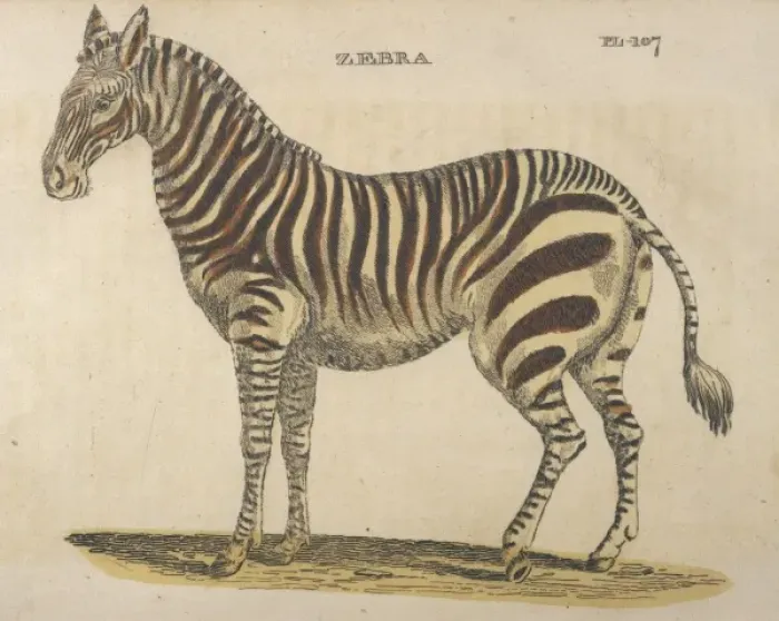 Framed Print : ZEBRAS 1814 Framed Print : ZEBRAS 1814