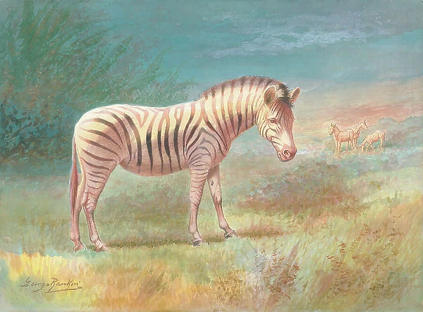 Zebras by George Rankin