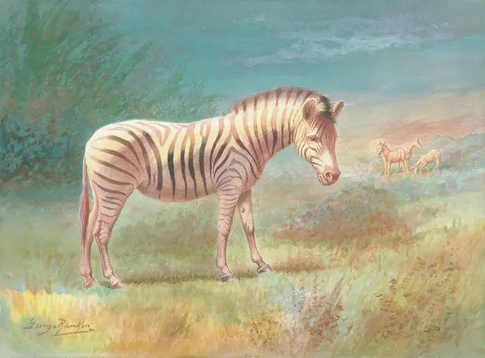 Framed Print : Zebras by George Rankin Framed Print : Zebras by George Rankin