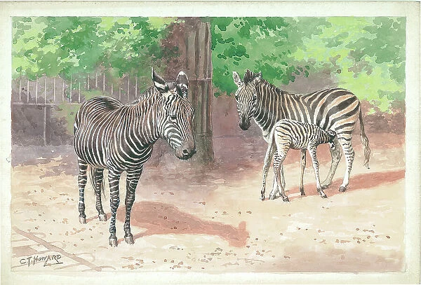 Zebras at London Zoo
