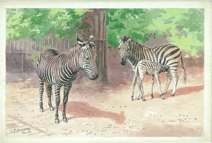 Framed Print : Zebras at London Zoo Framed Print : Zebras at London Zoo