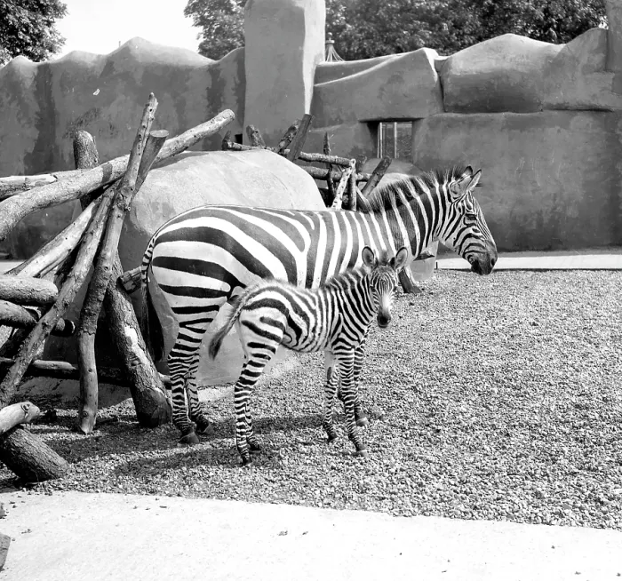 Framed Print : Zebras, mother and foal Framed Print : Zebras, mother and foal