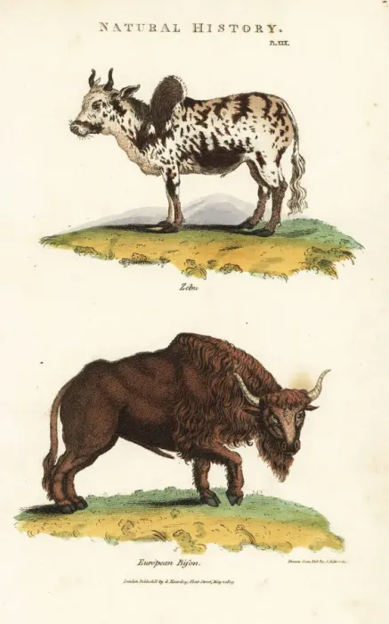 Framed Print : Zebu humped cattle, Bos indicus, and European Framed Print : Zebu humped cattle, Bos indicus, and European