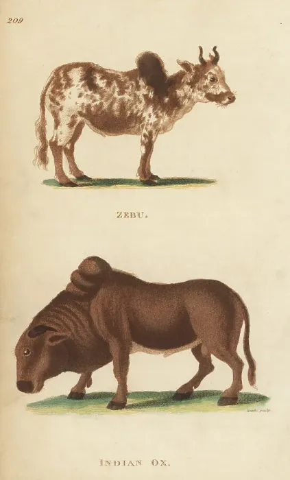 Framed Print : Zebu and Indian ox, Bos indicus Framed Print : Zebu and Indian ox, Bos indicus