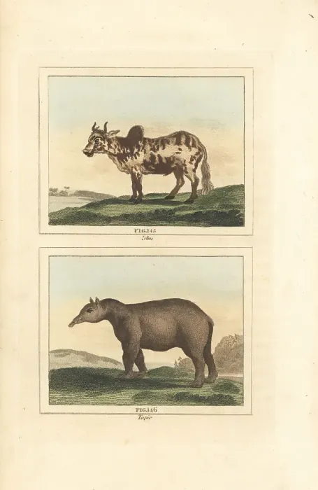 Framed Print : Zebu and tapir Framed Print : Zebu and tapir