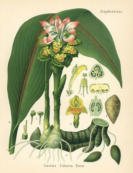 Zedoary or white turmeric, Curcuma zedoaria