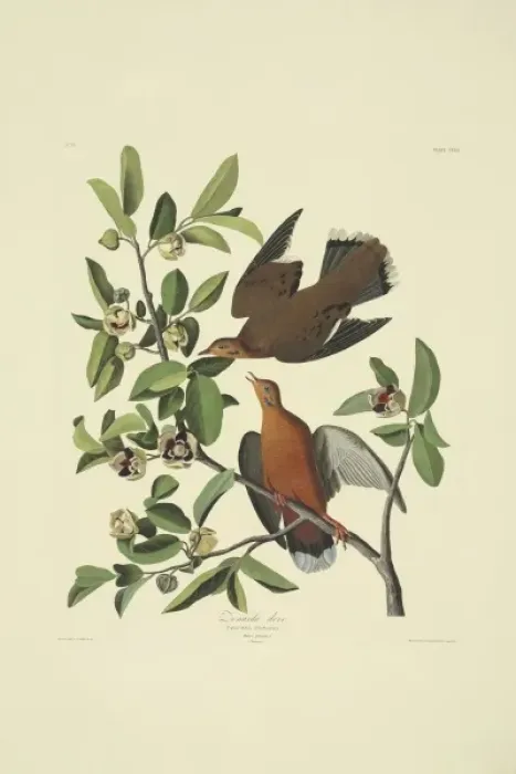 Framed Print : Zenaida aurita, zenaida dove Framed Print : Zenaida aurita, zenaida dove