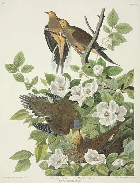Zenaida macroura, mourning dove