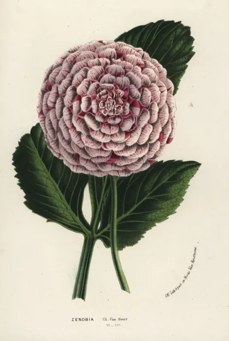 Framed Print : Zenobia dahlia hybrid, Dahlia coccinea Framed Print : Zenobia dahlia hybrid, Dahlia coccinea