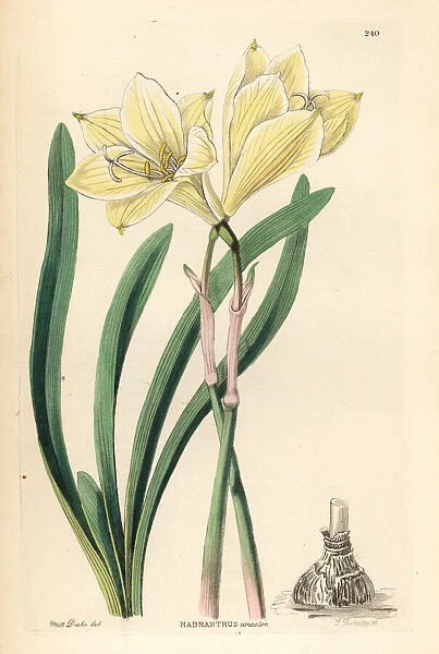 Zephyr lily, Zephyranthes concolor