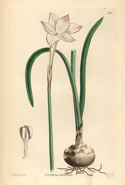 Zephyr lily, Zephyranthes drummondii