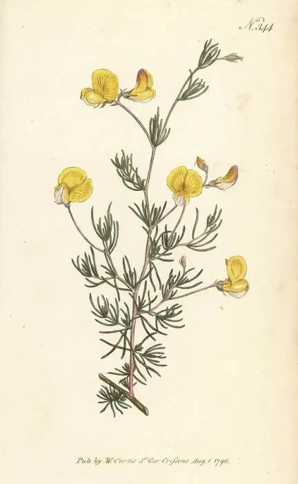 Framed Print : Zigzag capegorse, Aspalathus bracteata Framed Print : Zigzag capegorse, Aspalathus bracteata