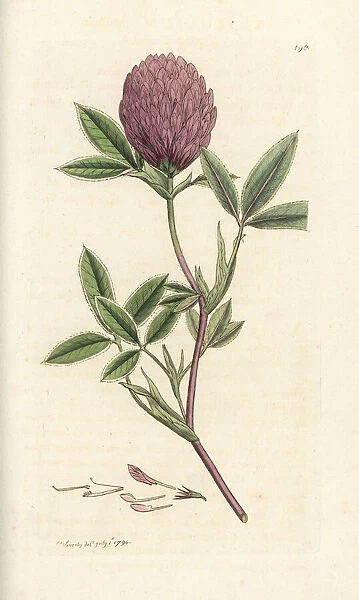 Zigzag clover or trefoil, Trifolium medium
