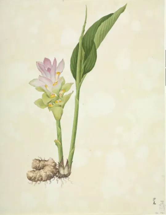 Framed Print : Zingiber officinale, ginger Framed Print : Zingiber officinale, ginger