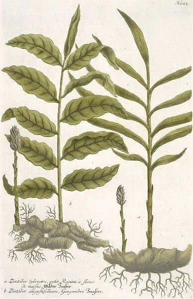 Zingiber sylvestre & Z. angustifolium, ginger