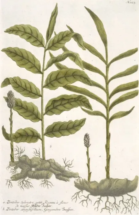 Framed Print : Zingiber sylvestre & Z. angustifolium, ginger Framed Print : Zingiber sylvestre & Z. angustifolium, ginger