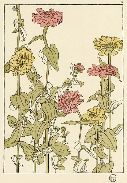 Zinnia. Decorative flower study by Jeannie Foord, of a Zinnia, an annual flower.. 1899