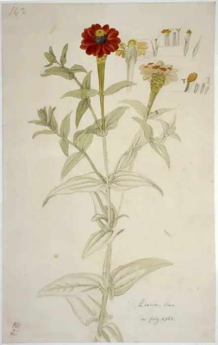 Framed Print : Zinnia peruviana, Peruvian zinnia Framed Print : Zinnia peruviana, Peruvian zinnia