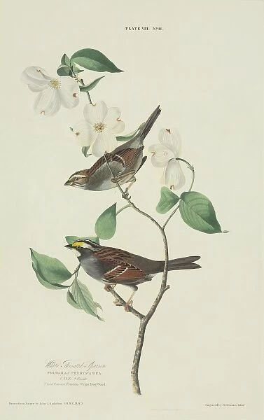 Zonotrichia albicollis, white-throated sparrow
