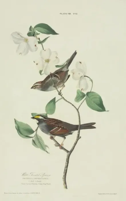 Framed Print : Zonotrichia albicollis, white-throated sparrow Framed Print : Zonotrichia albicollis, white-throated sparrow