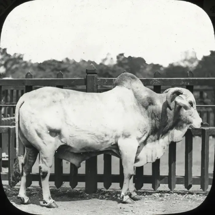 Framed Print : Zoo - Brahmin Bull Framed Print : Zoo - Brahmin Bull