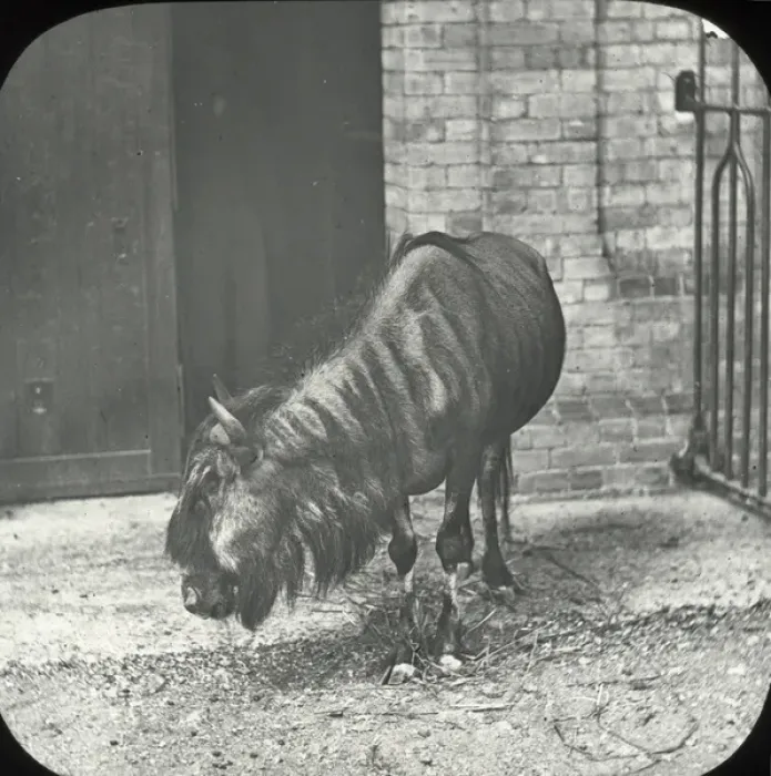 Framed Print : Zoo - Brindled Gnu Framed Print : Zoo - Brindled Gnu