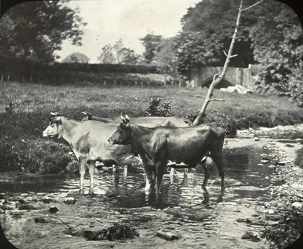 Zoo - (cooling waters) cows