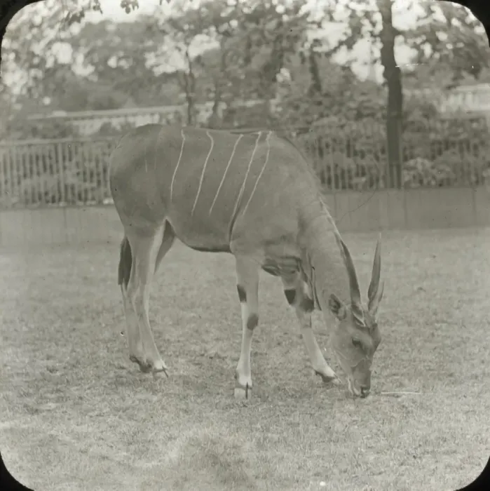Framed Print : Zoo - Eland Framed Print : Zoo - Eland