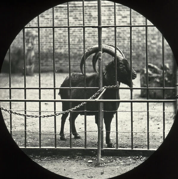 Zoo - Ibex