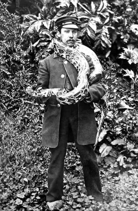Framed Print : Zoo keeper with python at London Zoo, Victorian period Framed Print : Zoo keeper with python at London Zoo, Victorian period